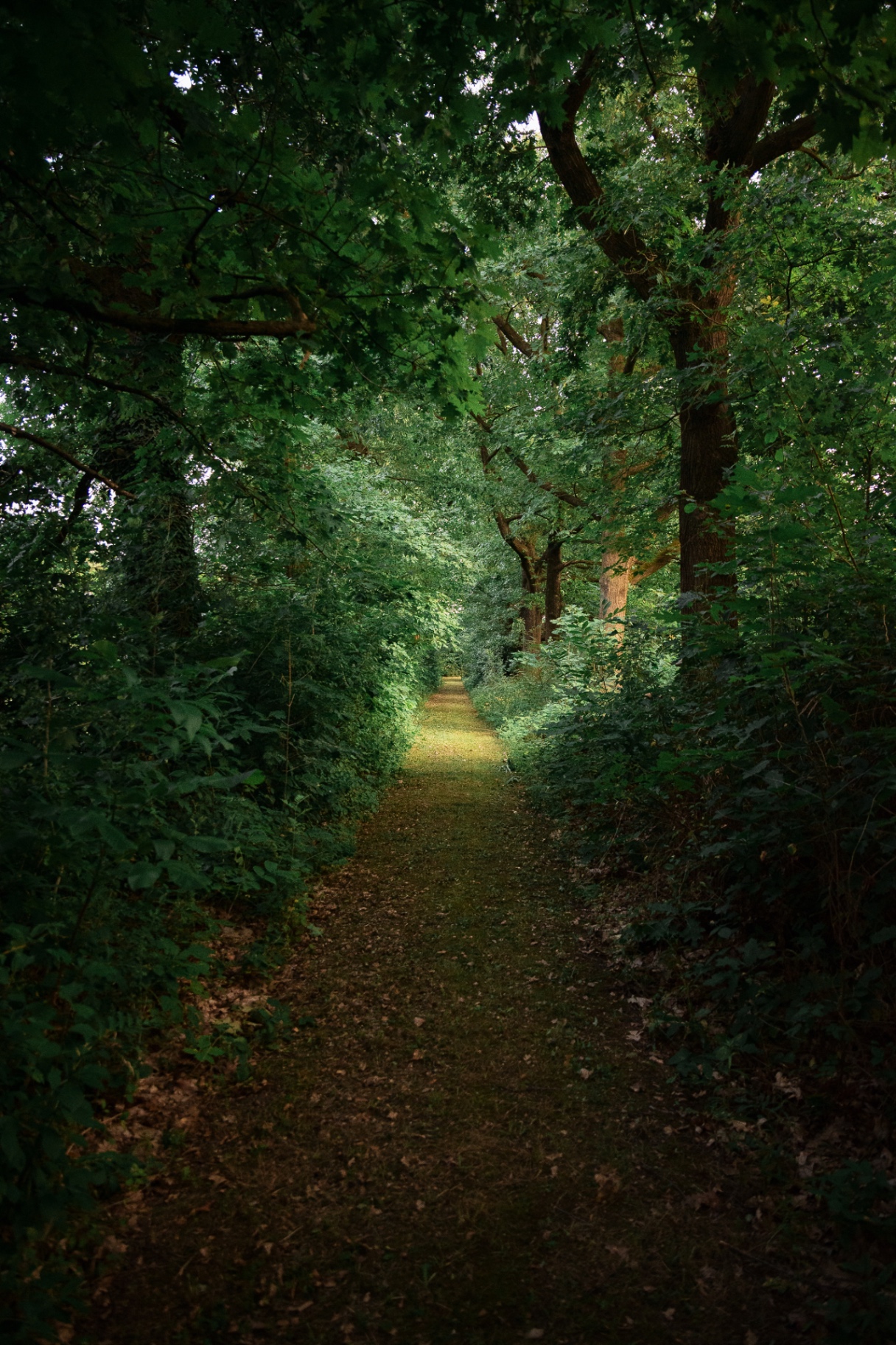Tuinpad tussen de bomen